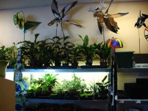 House plants