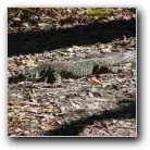 [Camping with Goannas]