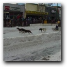 [World Sled Dog Race Start]