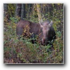 [Moose in the Spruce]