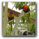 [Friendly Rainbow Lorikeets]